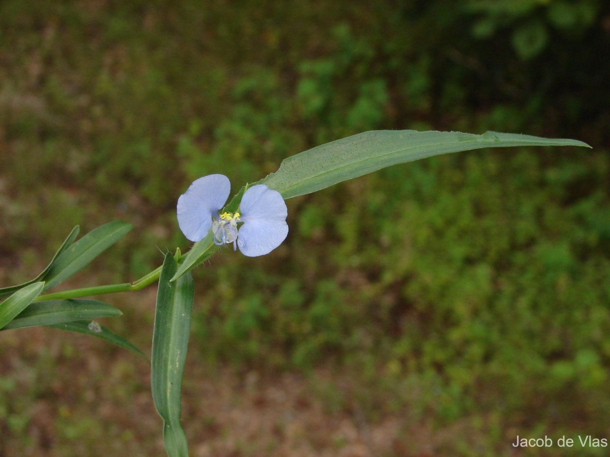 Commelina ensifolia R.Br.